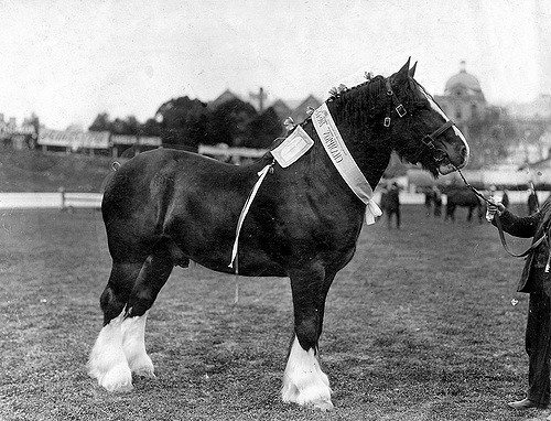 Champion draught horse at the Royal Adelaide Show, by State Library of South Australia